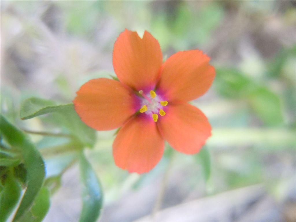 Lysimachia (=Anagallis) arvensis
